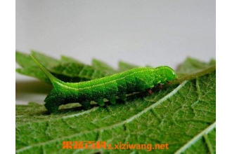 �����Ӫ����ֵ�빦Ч �����ʳ�÷���