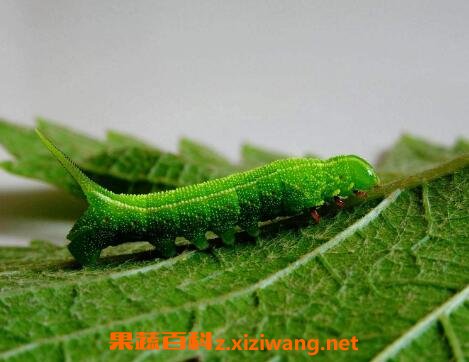�����Ӫ����ֵ�빦Ч �����ʳ�÷���