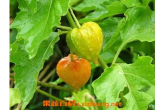 �Ὤ��� �Ὤ�Ĺ�Ч������