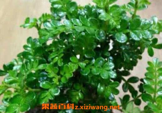 ����ľ����ֳ������ע������