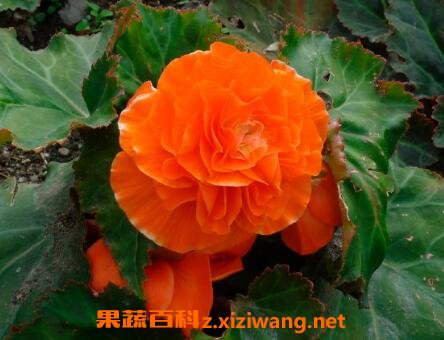 �ذ꺣�Ļ�����ֳ����