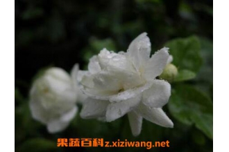 �ذ����򻨵���ֳ����
