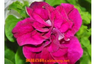 �ذ�ǣţ������ֳ����