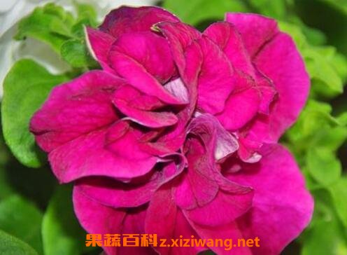  �ذ�ǣţ������ֳ����