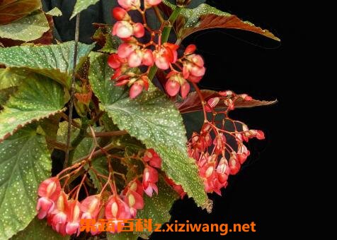 ��ں��Ļ�����ֳ������ע����������Щ