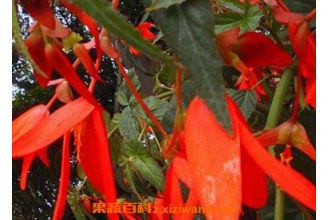 ��Ҷ���Ļ�����ֳ��������ֳ����