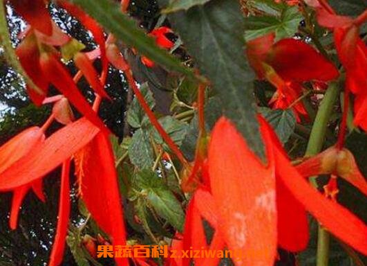 ��Ҷ���Ļ�����ֳ����