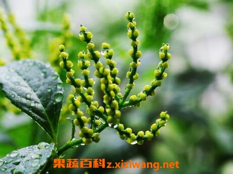 ����������ֳ������ע������