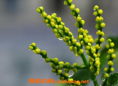 ����������ֳ������ע������