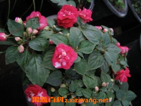 �ذ���޷��ɻ�����ֳ������ע������