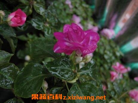 �ذ���޷��ɻ�����ֳ������ע������