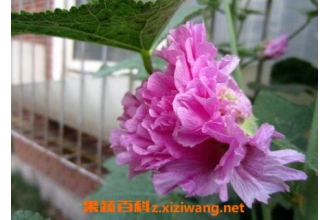 �ذ����������ֳ����