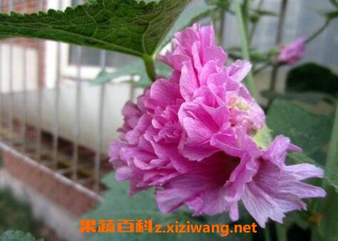 �ذ����������ֳ����