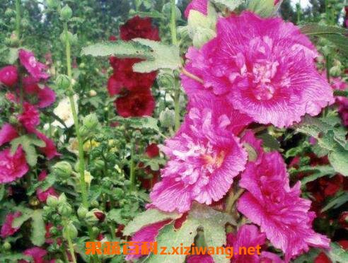 �ذ����������ֳ����