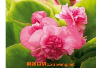 �ļ����Ļ�����ֳ����