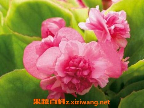 �ļ����Ļ�����ֳ����