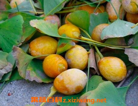 �׹�Ƥ�ж���ô�� �׹�Ƥ֭�ж���ô�ⶾ