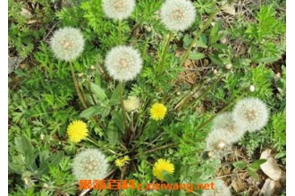 �����ѹ�ӢͼƬ �����ѹ�Ӣ�ĳԷ�