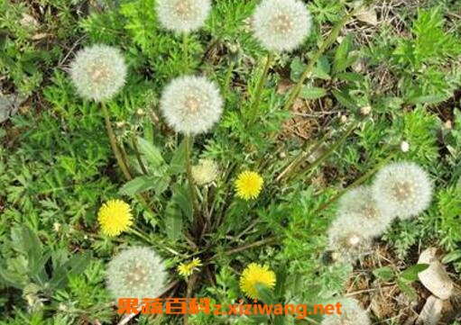 �����ѹ�ӢͼƬ �����ѹ�Ӣ�ĳԷ�