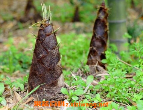 �����붬������� �����Ӫ�����ֵ