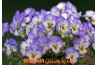 ������������ֳ�����뷱ֳ