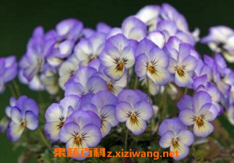 ������������ֳ�����뷱ֳ