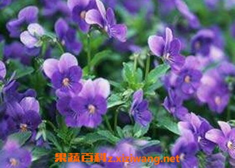 ������������ֳ�����뷱ֳ