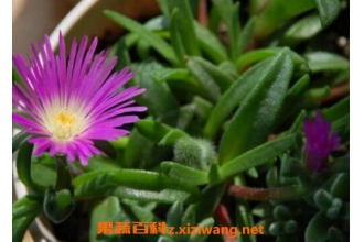 �ϻ��ղ�����ֳ������ע������