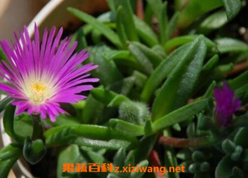 �ϻ��ղ�����ֳ����