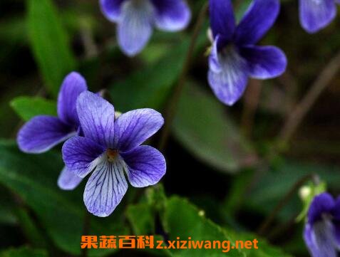 �ϻ��ղ�����ֳ����
