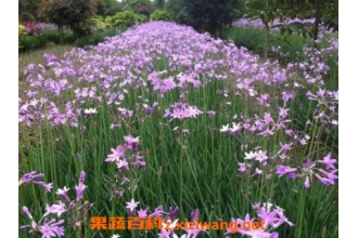 �Ͻ�������ֳ�����ͷ�ֳ��ʽ