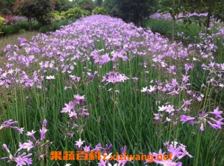 �Ͻ�������ֳ����