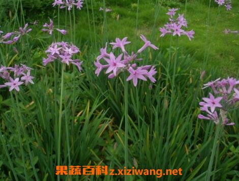 �Ͻ�������ֳ����