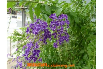 �Ͻ�¶������ֳ�����ͷ�ֳ��ʽ