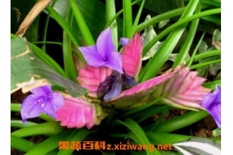 �ϻ��������ֳ������ע������