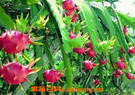 ��������Ӫ���ɷֺ�Ӫ����ֵ