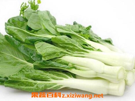 白菜苔和菜心的区别 白菜苔的常见吃法