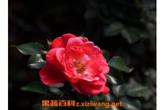 ��ʯõ�廨����ֳ��������ֳ����