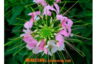 ����������ֳ��������ֳ����