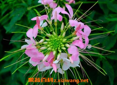 ����������ֳ����