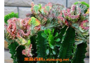 ��Ҷ���ǻ�����ֳ������ע������