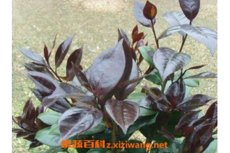 ��Ҷ�軨����� ��Ҷ�軨����ֳ����