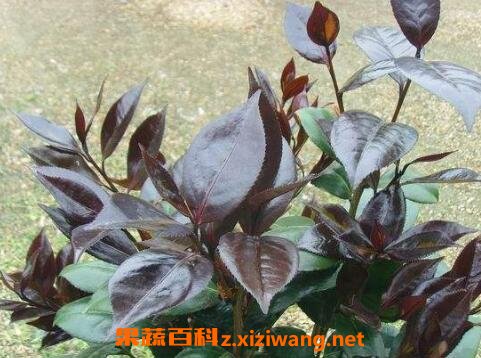 ��Ҷ�軨����ֳ����