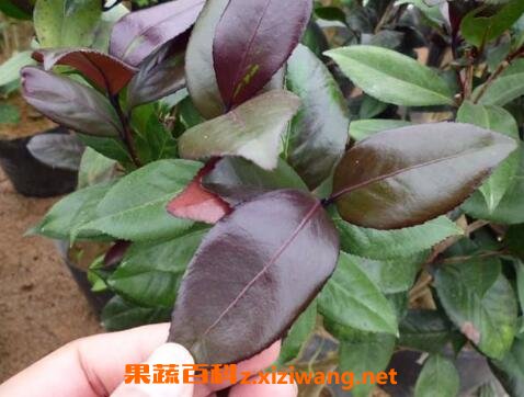 ��Ҷ�軨����ֳ����