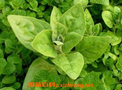 Ұ��ˮ�����ܳ��� Ұ��ˮ���˵ĳԷ�