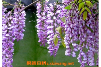 ���ٻ�����ֳ������ע������
