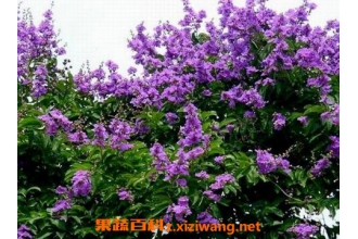 ��ޱ������ֳ������ע������