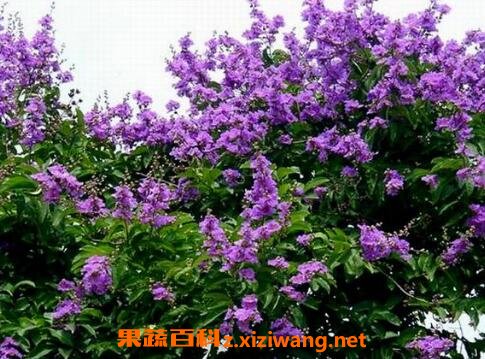 ��ޱ������ֳ������ע������