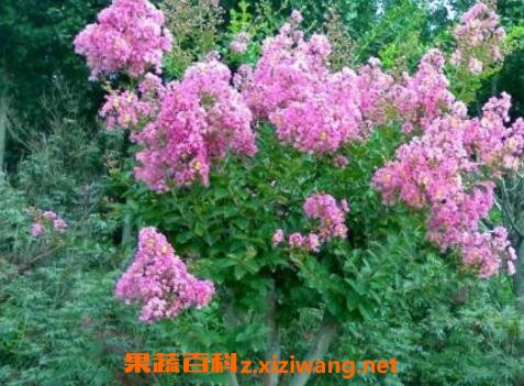 ��ޱ������ֳ������ע������