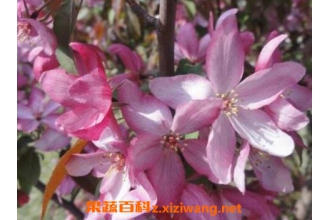 ��Ҷ���Ļ�����ֳ������ע������